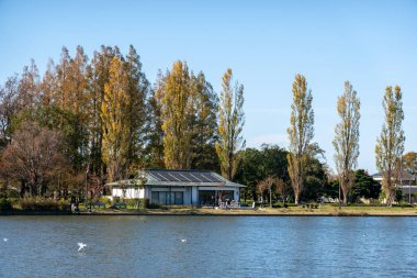 Tokyo sonbahar yaprakları peyzaj