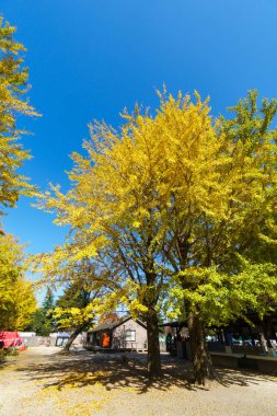 Tokyo sonbahar yaprakları peyzaj