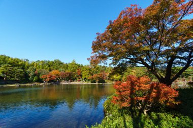 Tokyo sonbahar yaprakları peyzaj
