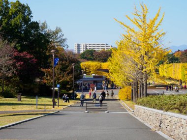 Tokyo sonbahar yaprakları peyzaj