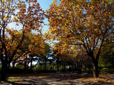 Tokyo sonbahar yaprakları peyzaj