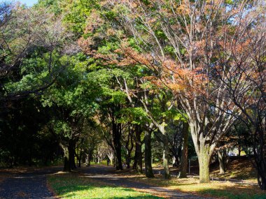 Tokyo sonbahar yaprakları peyzaj