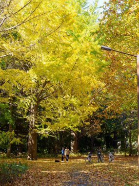 Tokyo sonbahar yaprakları peyzaj