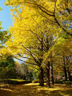 Tokyo sonbahar yaprakları peyzaj