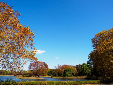 Tokyo sonbahar yaprakları peyzaj
