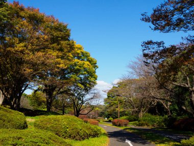 Tokyo sonbahar yaprakları peyzaj