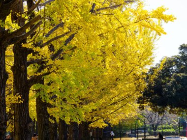 Tokyo sonbahar yaprakları peyzaj