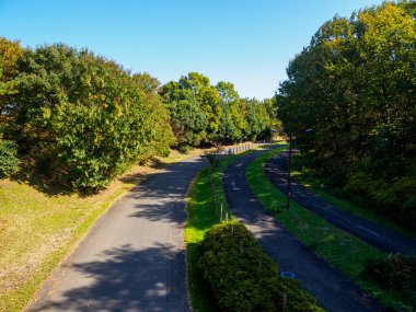 Tokyo sonbahar yaprakları peyzaj