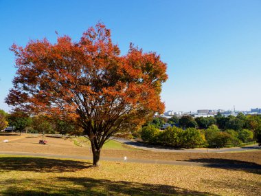 Tokyo sonbahar yaprakları peyzaj