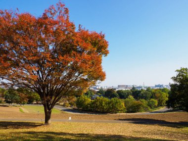 Tokyo sonbahar yaprakları peyzaj