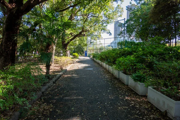 Tokio Herfst Bladeren Landschap — Stockfoto