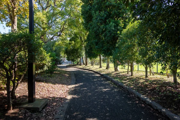 Tokyo sonbahar yaprakları peyzaj