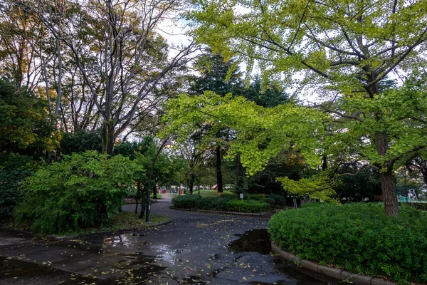 Tokios Herbst Hinterlässt Landschaft — Stockfoto