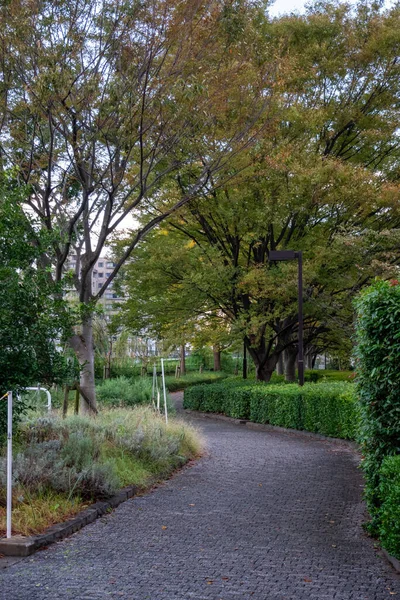 Tokio Herfst Bladeren Landschap — Stockfoto