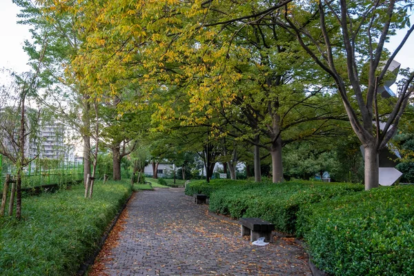 Tokio Hojas Otoño Paisaje — Foto de Stock