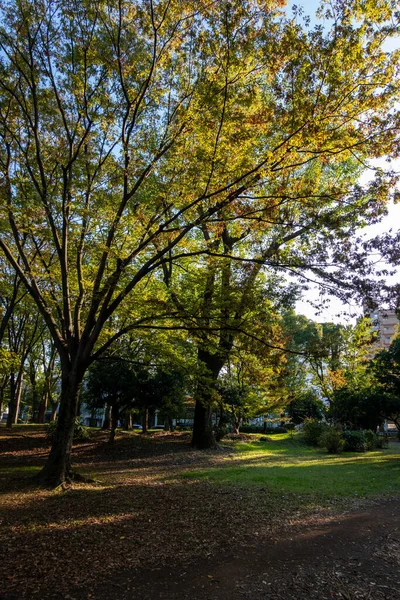 Tokyo Autunno Lascia Paesaggio — Foto Stock