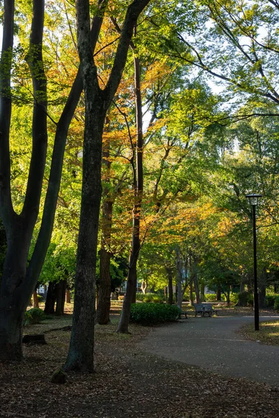 Tokios Herbst Hinterlässt Landschaft — Stockfoto