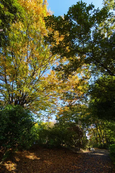 東京秋の紅葉風景 — ストック写真