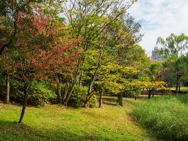 Tokio Hojas Otoño Paisaje — Foto de Stock