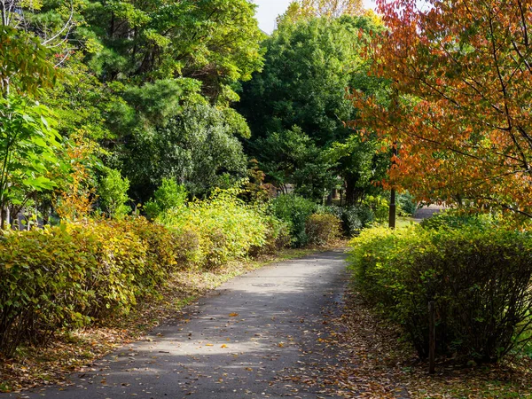 Tokio Hojas Otoño Paisaje — Foto de Stock