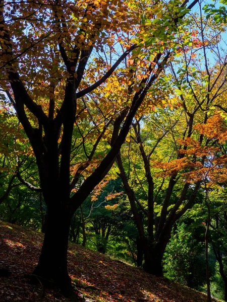 Tokyo Φθινόπωρο Φύλλα Τοπίο — Φωτογραφία Αρχείου