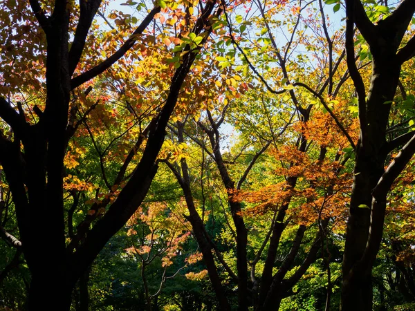 Tokyo Φθινόπωρο Φύλλα Τοπίο — Φωτογραφία Αρχείου