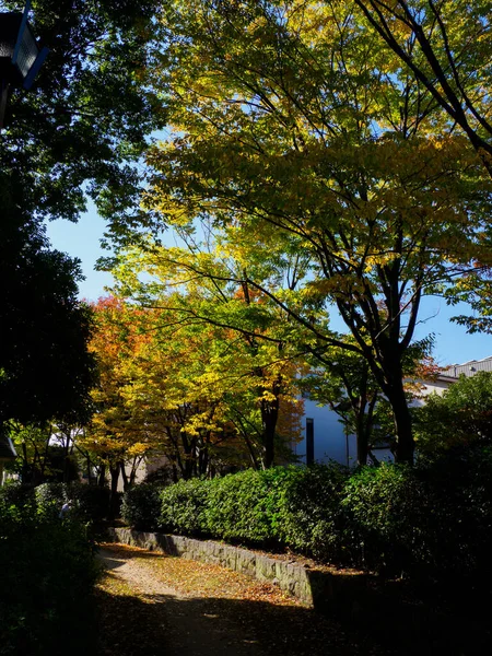 Tokio Herfst Bladeren Landschap — Stockfoto
