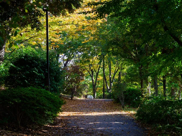 Tokyo Autumn Leaves Landscape — Stock Photo, Image