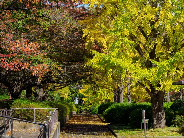 Tokios Herbst Hinterlässt Landschaft — Stockfoto