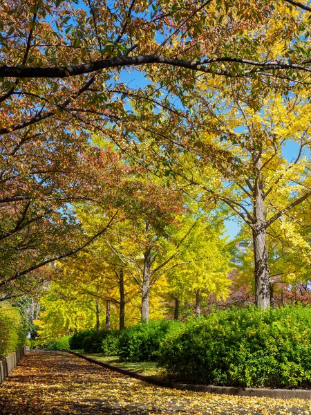 Tokyo sonbahar yaprakları peyzaj