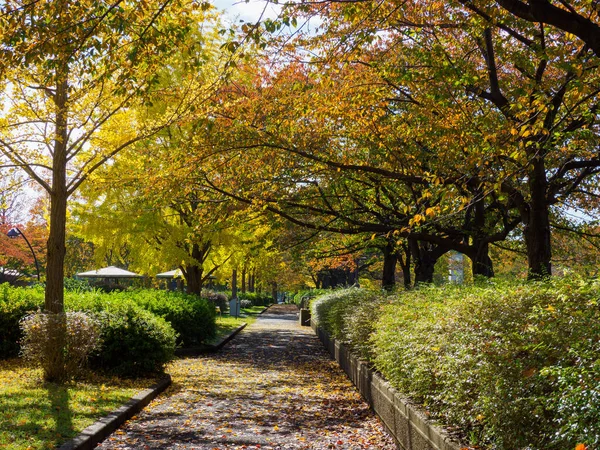 Tokios Herbst Hinterlässt Landschaft — Stockfoto