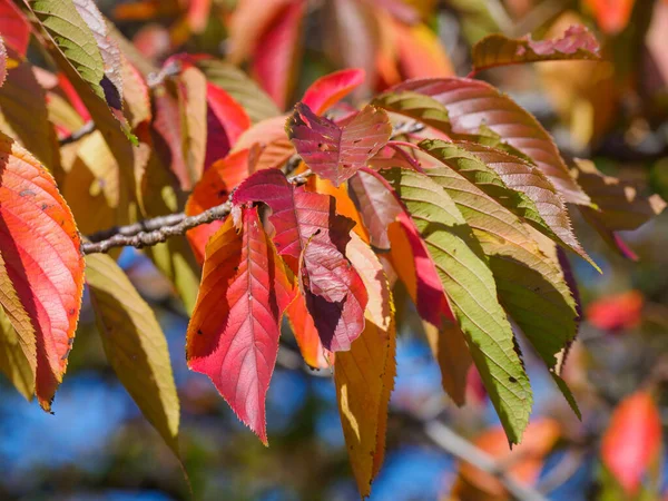 Tokyo Autumn Leaves Landscape — Stock Photo, Image