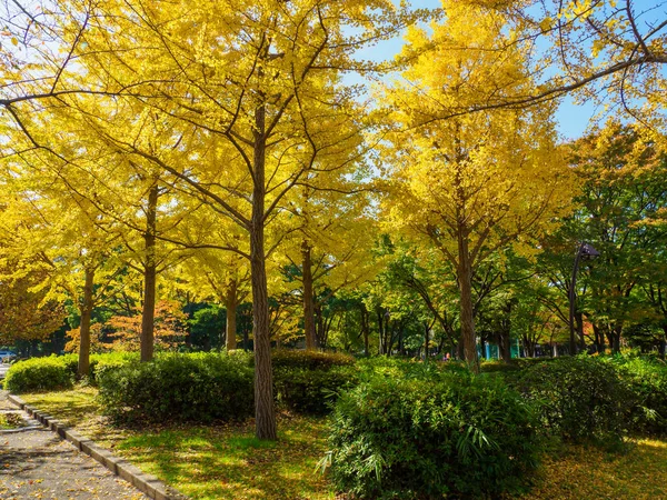 Tokios Herbst Hinterlässt Landschaft — Stockfoto