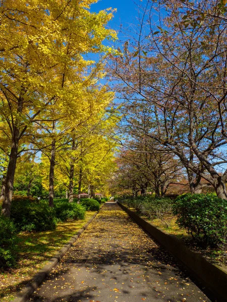 Tokios Herbst Hinterlässt Landschaft — Stockfoto