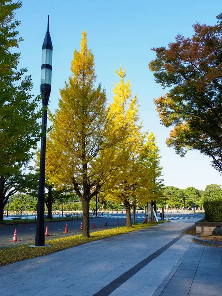 Tokyo sonbahar yaprakları peyzaj