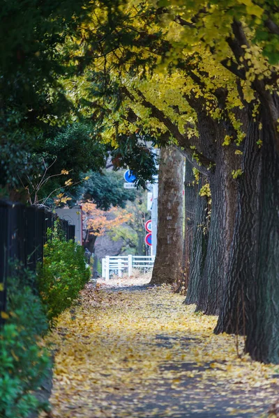 Tokios Herbst Hinterlässt Landschaft — Stockfoto