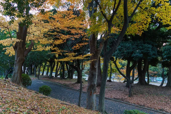 Tokyo sonbahar yaprakları peyzaj