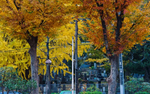 Tokio Hojas Otoño Paisaje —  Fotos de Stock