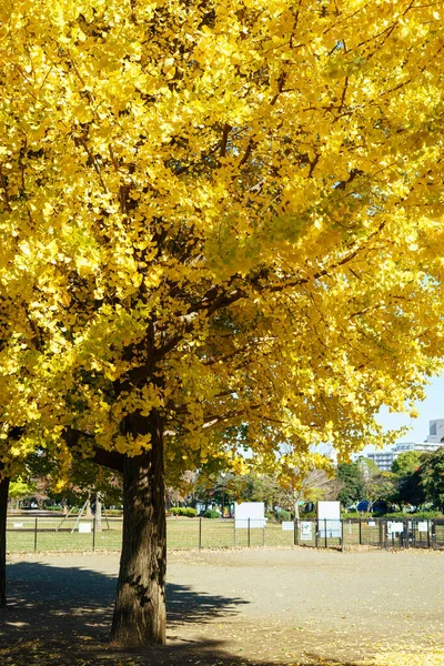 Tokios Herbst Hinterlässt Landschaft — Stockfoto