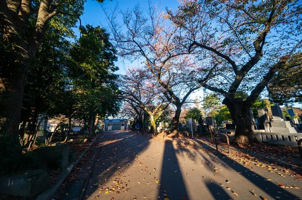 Tóquio Folhas Outono Paisagem — Fotografia de Stock