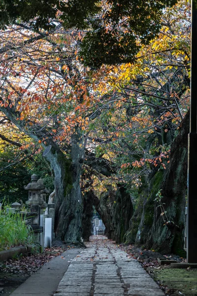 Tokio Hojas Otoño Paisaje — Foto de Stock