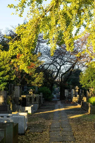 Tokio Podzim Listí Krajina — Stock fotografie
