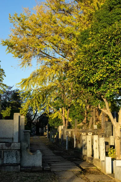 Tokio Jesienne Liście Krajobraz — Zdjęcie stockowe