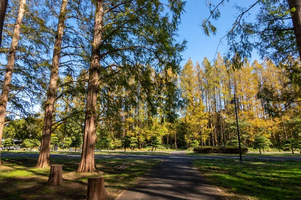 Tokyo sonbahar yaprakları peyzaj
