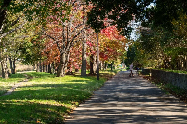 Tokios Herbst Hinterlässt Landschaft — Stockfoto