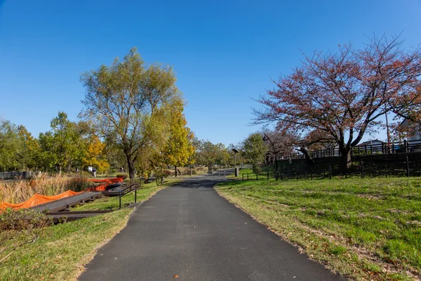 Tokio Hojas Otoño Paisaje —  Fotos de Stock