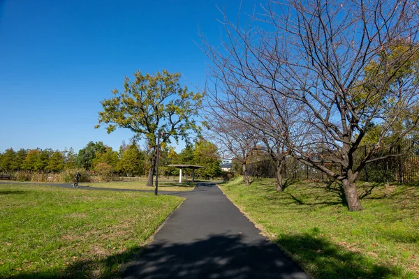 Tokyo sonbahar yaprakları peyzaj