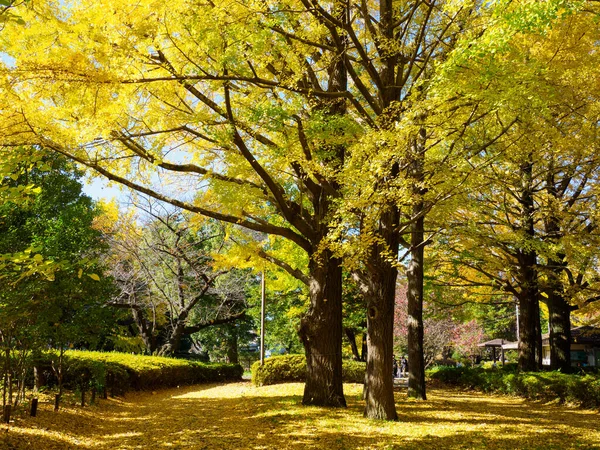 Tokios Herbst Hinterlässt Landschaft — Stockfoto