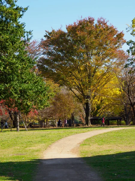 Tokyo Feuilles Automne Paysage — Photo