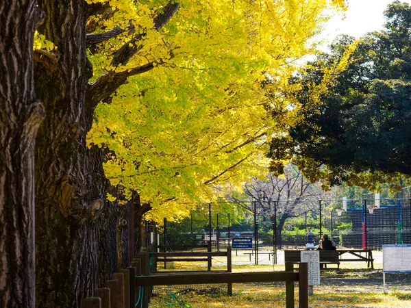 Tokio Hojas Otoño Paisaje — Foto de Stock